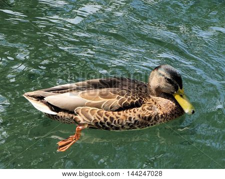 A Duck swimming in Rheinfall, Schaffhausen, Germany/Switzerland