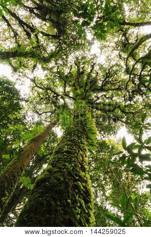 Big tree uprisen angle  in rain-forest at Doi Inthanon National Park nicknamed 