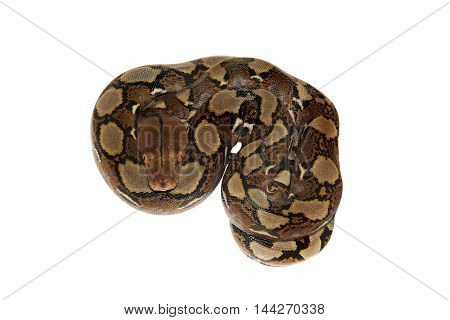 Reticulated Python, Python reticulatus, isolated on white background