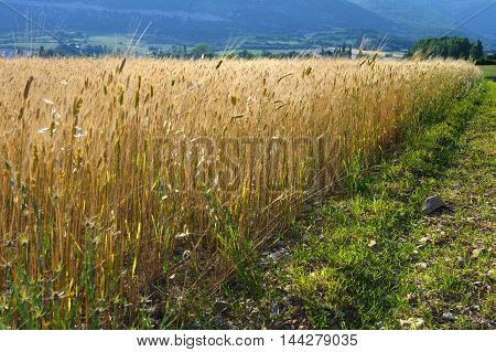Wheat field landscape. Rural region on Plateau of Sault Provence France