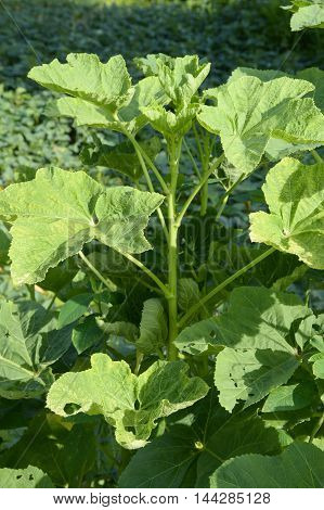 fresh green abelmoschus esculentus leaves in nature garden