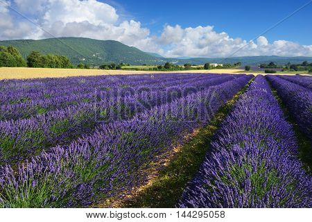 Stunning landscape with lavender field at evening. Plateau of Sault Provence France.