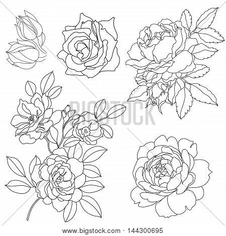 Set of graphical decorative roses, graphic roses, blossom roses, tattoo roses, summer roses, sketchy roses. contour roses, vintage roses, pattern roses, silhouette roses. Vector.