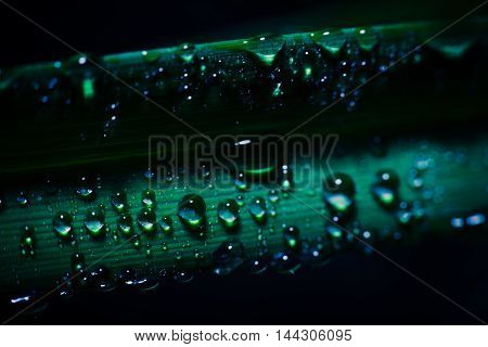 water drop on fresh green leaf with blurred