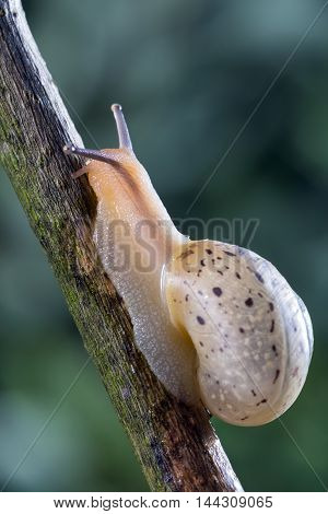 Little garden snail crawling on a branch