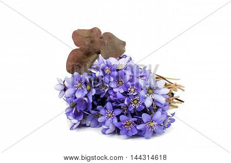 Hepatica nobilis flower on a white background