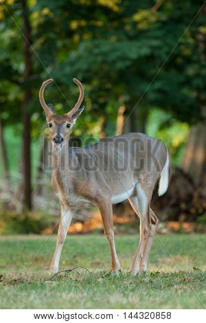 Whitetail Buck Deer