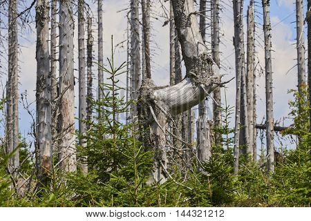 Forest dieback by bark beetle infestations and Kyrill storm, Bavarian Forest - Sumava National Park border. Dead trees. Germany - Czech Republic
