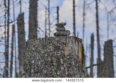 Forest dieback by bark beetle infestations and Kyrill storm, Bavarian Forest - Sumava National Park border. Dead trees. Germany - Czech Republic