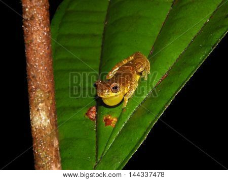 Dendrosophus sp. croacking at night in Suriname jungle