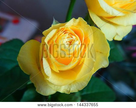 Bouquet of roses flowers bud yellow nature garden petals color cultivation celebration gift event flora botany nature care season summer autumn fragrance smell