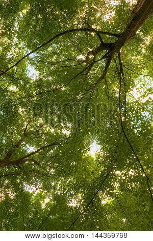 Green tree canopy with bright sunlight backlighting