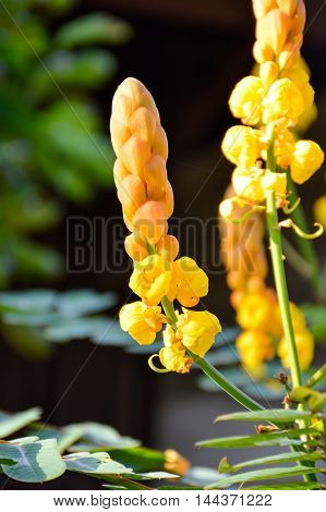 yellow Ringworm Bush flower in nature garden