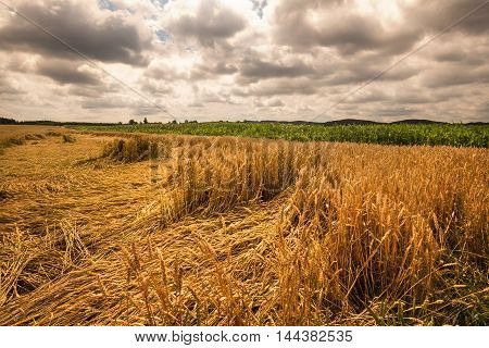 Ripening grain fields and dense clouds. Moravian landscape Boskovice.