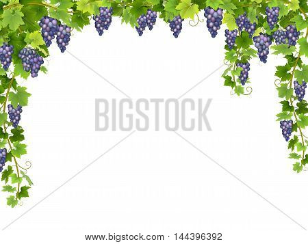 Frame from hanging bunches of ripe blue grapes with branches and leaves.