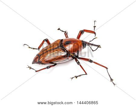 Snout Beetle Isolated On White Background