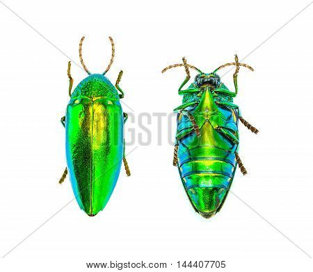 Jewel Beetle Isolated On White Background