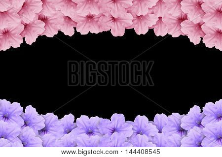 beautiful Ruellia tuberosa flower on black background