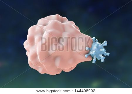 White blood cell engulfing a virus, 3D illustration