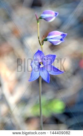 Australian Purple Spotted Sun Orchid (Thelymitra ixioides), Royal National Park, Sydney