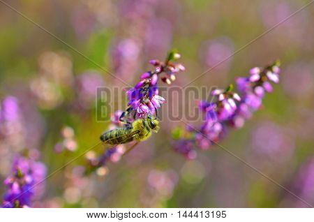 small bee pollinating pink heather erica weed