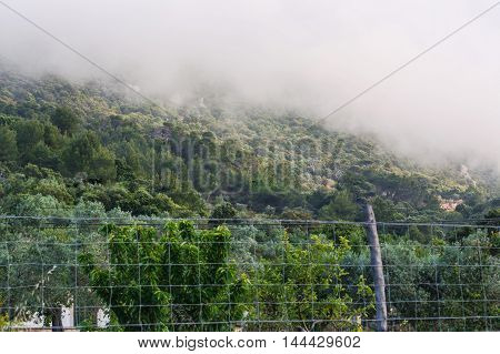 Forested mountainside with low lying cloud shrouded in fog a scenic landscape view.