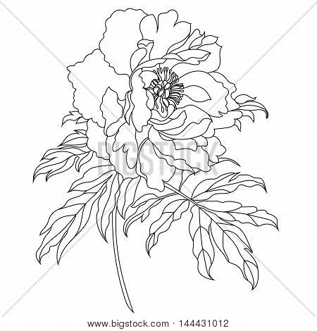 Black flower, bloom flower, blossom flower, peony flower, graphical flower, monochrome flower, isolated flower, silhouette flower, sketch flower. Vector