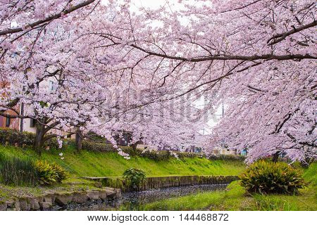 Cherry bloom on the banks of the spring.