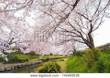 Cherry bloom on the banks of the spring.
