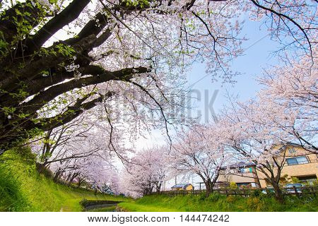 Cherry bloom on the banks of the spring.