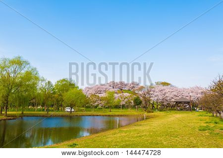 Cherry tree and pond that bloom in the park.