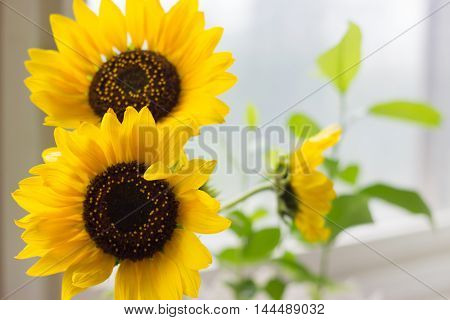 Sunflowers in the vase on the window