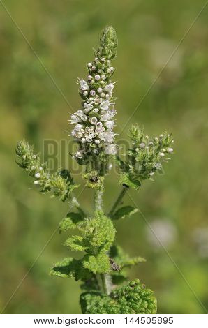 Round-leaved Mint - Mentha suaveolens Tall Aromatic Herb