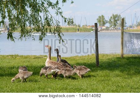 Grey Goose with young at Meadow beach on Lake Neusiedl - Austria