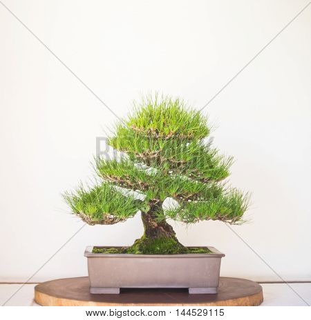 Japanese Bonzai Tree pot on white background
