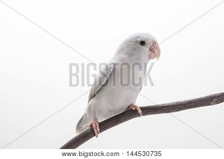 White Forpus On The Branch