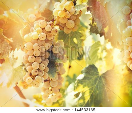 Wine grape - golden grape Riesling lit by sunlight