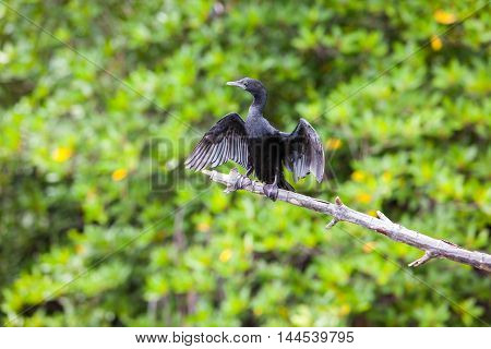 Black Cormorant lets its wings dry in the sun at Madu Ganga river - Sri Lanka