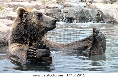 A grizzly bear floating in the water