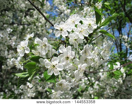 Cherry blossoms branch. Fruit tree. Spring. Clear sunny day.