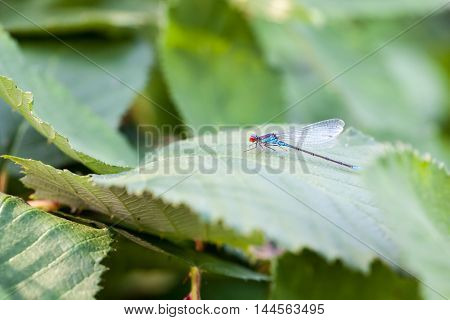 on a leaf of raspberry plant is a Small red-eyed damselfly