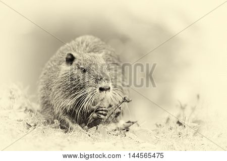 The Muskrat (ondatra Zibethicus). Vintage Effect