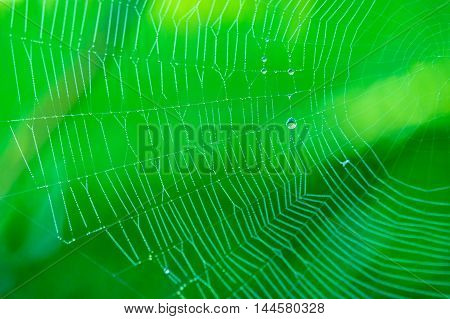 A lot of tiny dewdrops shining on every thread of a sipder web in front of green background.