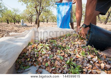 Almond Harvest Time