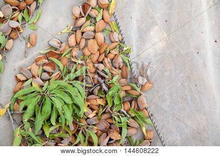 Almond Harvest Time