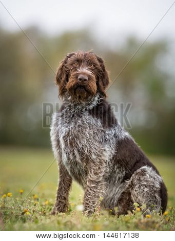 German Wirehaired Pointer Dog Outdoors In Nature