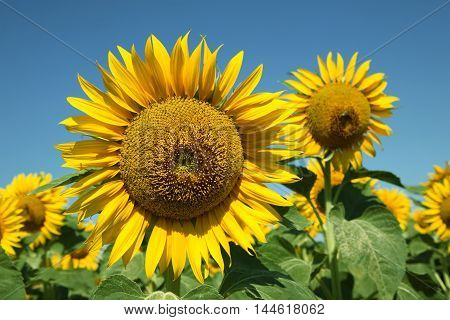 beautiful ripe sunflowers in summer on the blue sky