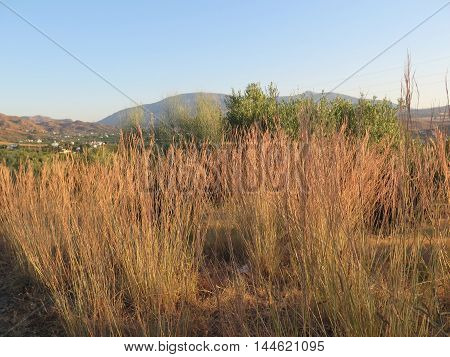 clump of Esparto grass on roadside near Alora Andalusia