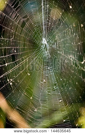 abstrast web in forest at autumn day