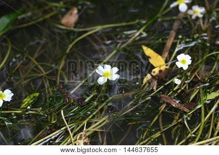 Flowering plant of the river water-crowfoot (Ranunculus fluitans)